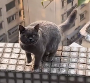 N1712022 Rescue cat trapped on 20th floor then #rescue #animals…