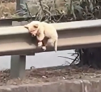 N1712021 Rescue an abused puppy then #rescue #animals #dog #dogs