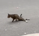 N1712020 Rescue an injured stray cat then #rescue #animals #cat