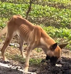 N1712017 Rescue poor dog then #rescue #animals #dog #puppy