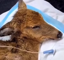 N1712016 Rescuing adopting deer fell high place then…