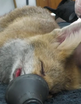 N0112010 We are so frustrated these completely avoidable rescues! Harry_part2