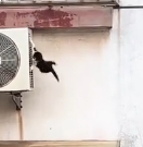 N1712015 Rescue cat jumped off building then #rescue  #animal…