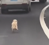 N1712014 Woman Rescues Puppy Abandoned In Highway Gives Him Fami