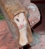 N1712013 couple rescues kitten trapped inside an iron pipe then