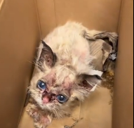 N1712012 Rescue stray cats #rescue