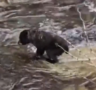 N1712011 Rescuing little bear who lost his mother drowning in river