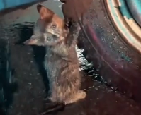 N1712010 What wonderful fate brought us together #rescue #cute #love