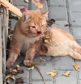 N1712009 Rescue stray cats #rescue #cute #love #helpanimals #cat