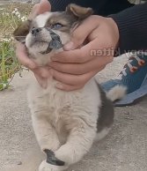 N0112009 Left to Die on Road But They Still Hoped Help #D#DogRescue…_part2