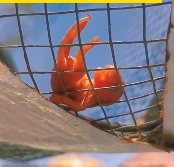 N1712006 lucky little squirrel was rescued by woman miracle happen