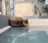 N1712004 Rescued kitten was trapped outside 30th floor window