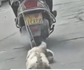 N1712003 rescued little Bichon was being dragged behind motorcycle….