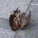 N1712001 Rescued an owl was being attacked by crows #rescue