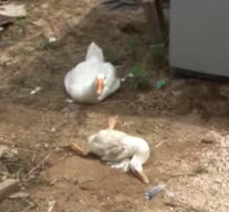 N1912001 touching story when mother goose cried begged human to save