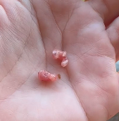 N1912002 ve raised two newborn sugar gliders to adulthood .#rescue #animals