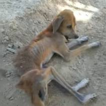 N1912004 Help me survive