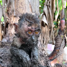 N1912005 These eyes need saving #videomonkey #smartlittlebabymonkey cutenes…