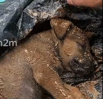 N1912006 while was exercising found poor puppy lying motionless in