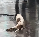 N1912007 saw dog hind leg crippled crawling in heavy rain. Seei…