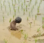 N1912008 Rescue puppy whose head is stuck #rescue #animals