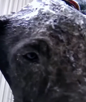 N0112008 Dog rescue moment_part2