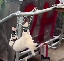 N1912009 rescued puppy was tied up, then…#rescue #animials #fyp