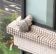 N1912010 Rescue cat trapped outside window on 30th floor #rescue #an…