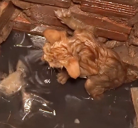 N1912011 Rescue kitten in deep hole #rescue #animalsoftiktok #rescueanimals