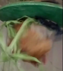 N1912012 Rescue stranded cat #animalsoftiktok #rescueanimals #rescue