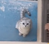 N1912013 It was too dangerous, kittens were trapped outside tall