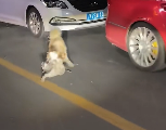 N1912014 saw little dog being bullied by several stray dogs! chased away…
