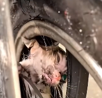 N1912016 Save me, please#cat #catsoftiktok #poorcat #rescuecat