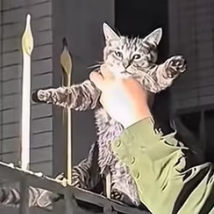 N1912017 Please save this poor cat#cat #catsoftiktok #poorcat