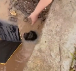 N1912018 It was stormy dog was lucky enough to get help girl an…