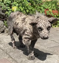 N1912019 What difference two weeks made Poleng. We haven seen case