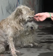 N0112007 Two kids knew to contact Hope Paws help these two homele…_part2