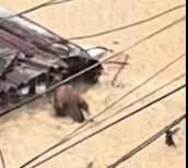 N1912021 No pets shall be left behind kudos sayo kuya!!! #unleashyourpets