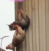 N1912022 can understand what poor dog did wrong its owner treate…