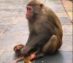 N1912023 Saved poor little monkey#love #animals #warm #monkey #rescue