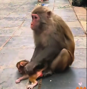 N1912023 Saved poor little monkey#love #animals #warm #monkey #rescue