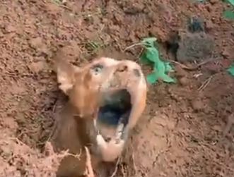 N1912024 Please help me now#rescuedog #rescuedogs #rescuedogsoftiktok #rescue