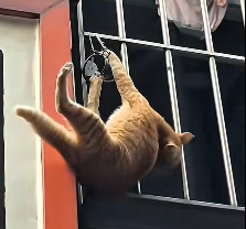 N1912025 Save me before it’s too late#cat #catsoftiktok #poorcat