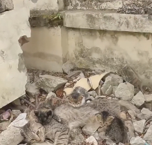 N1912026 Rescue baby cat #rescue #animals  #animalsoftiktok #cat