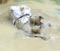 N1912027 Rescue dog cat pitiful mud #rescue #animals #animalsoftiktok…