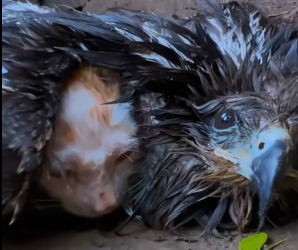 N1912029 falcon was abandoned in its wings was an abandoned cat, both…