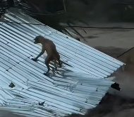 N1912030 dog was swept away by flood,I rescued him, then…