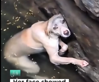 N1912031 She made it! #petsoftiktok #petlover #dogsoftiktok #rescuedog #rescue