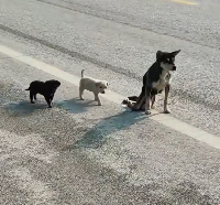 N1912032 mother dog an injured leg dragged her two puppies along ro