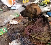 N1912035 Rescue baby dog #rescue #animals #animalsoftiktok #rescueanimals